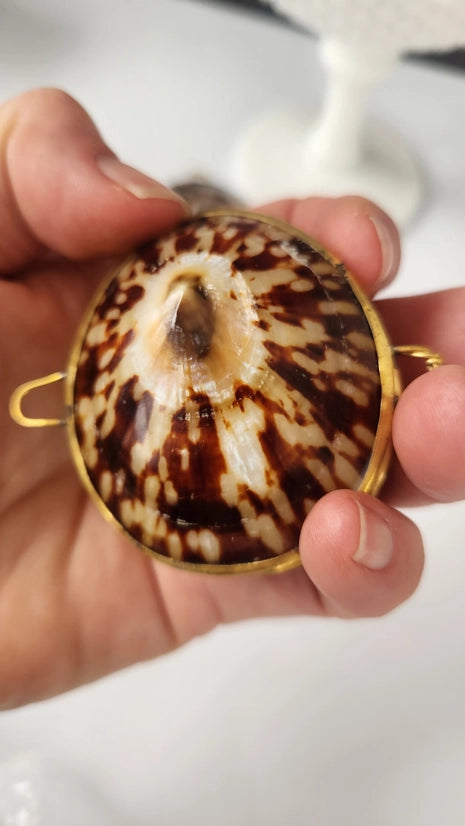 Polished Limpet Trinket Pill Box, Coin Purse