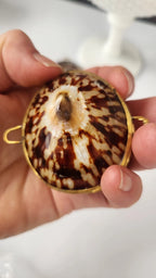 Polished Limpet Trinket Pill Box, Coin Purse